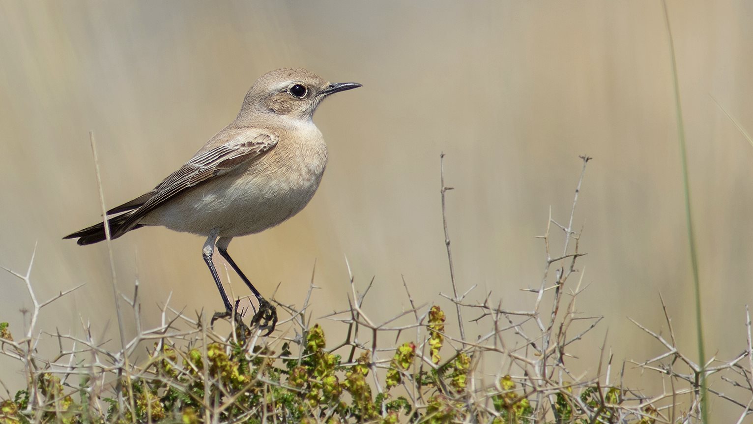 Desert Wheatear